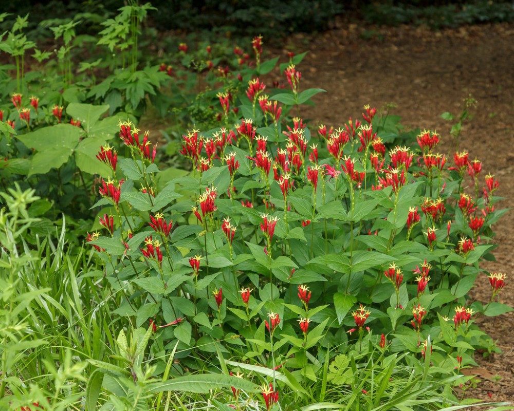 spigelia_marilandica_1